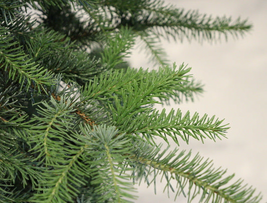 Norway spruce
