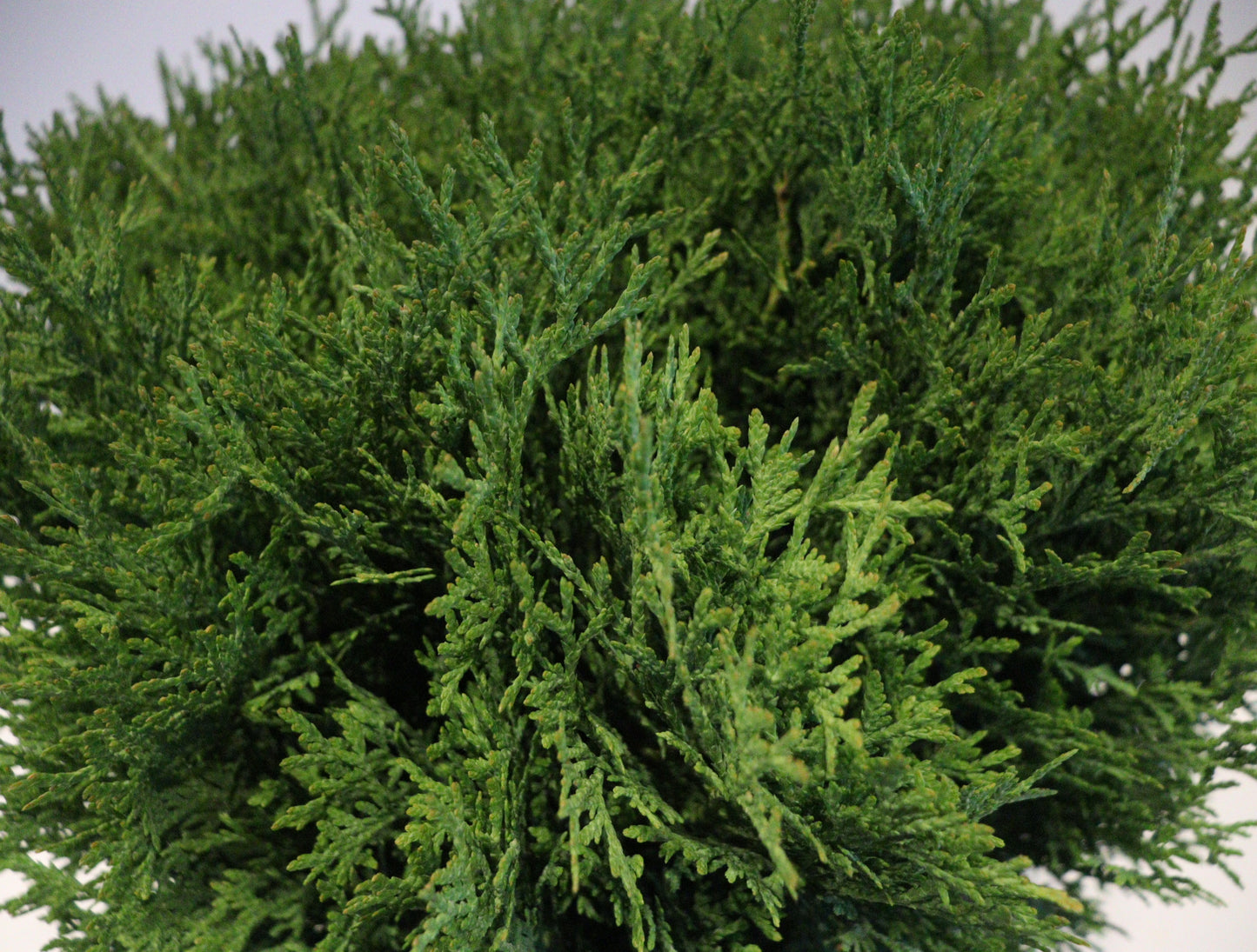 Little Giant Globe Cedar