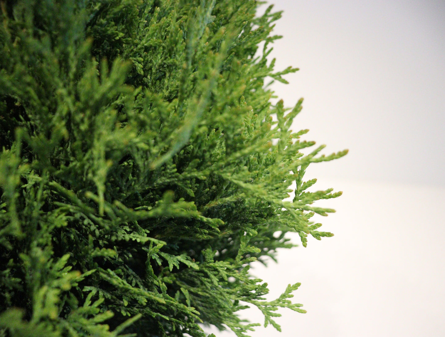 Little Giant Globe Cedar