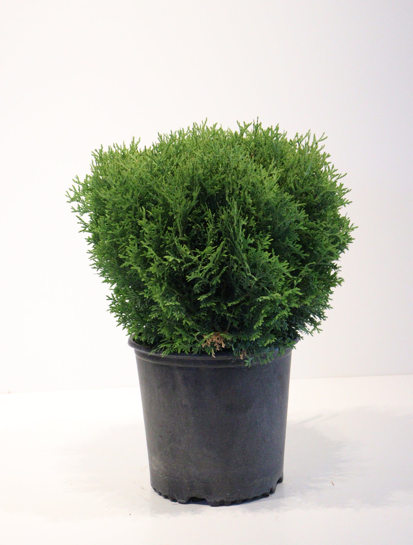 Little Giant Globe Cedar