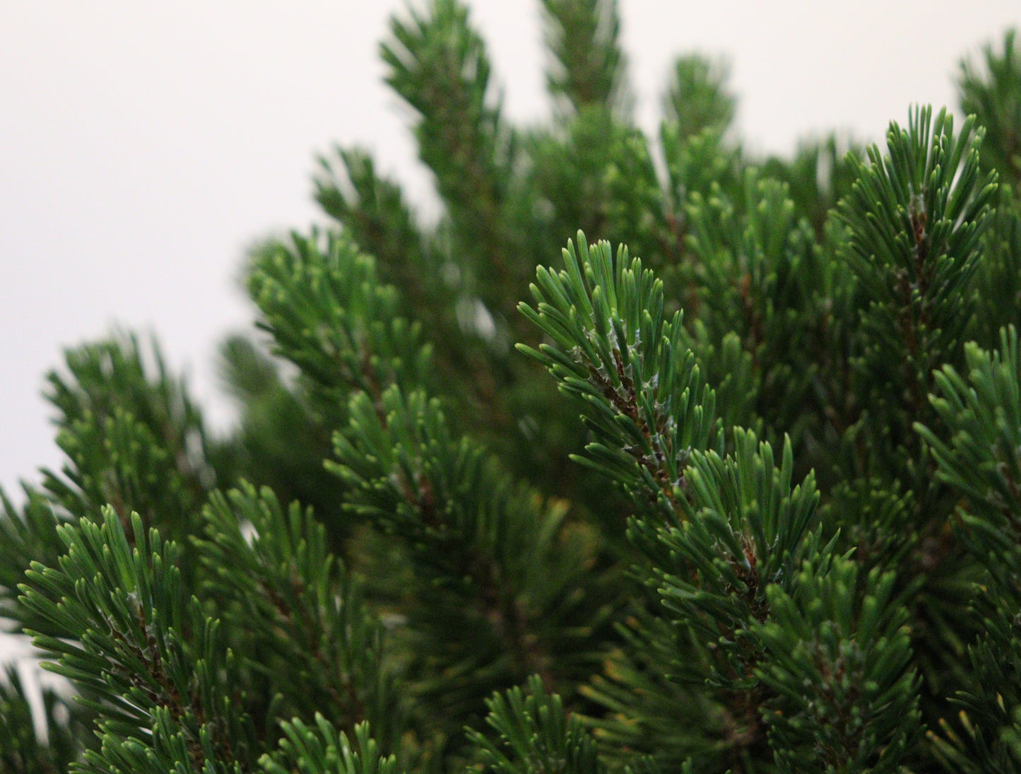 Mugo Pine