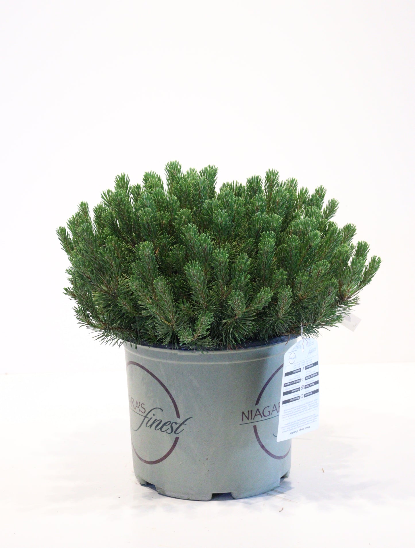 Mugo Pine