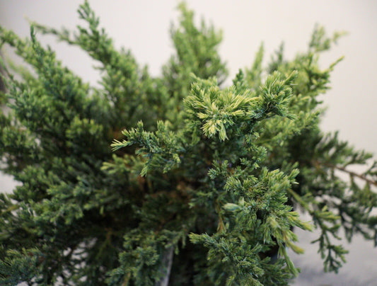 Holger Juniper