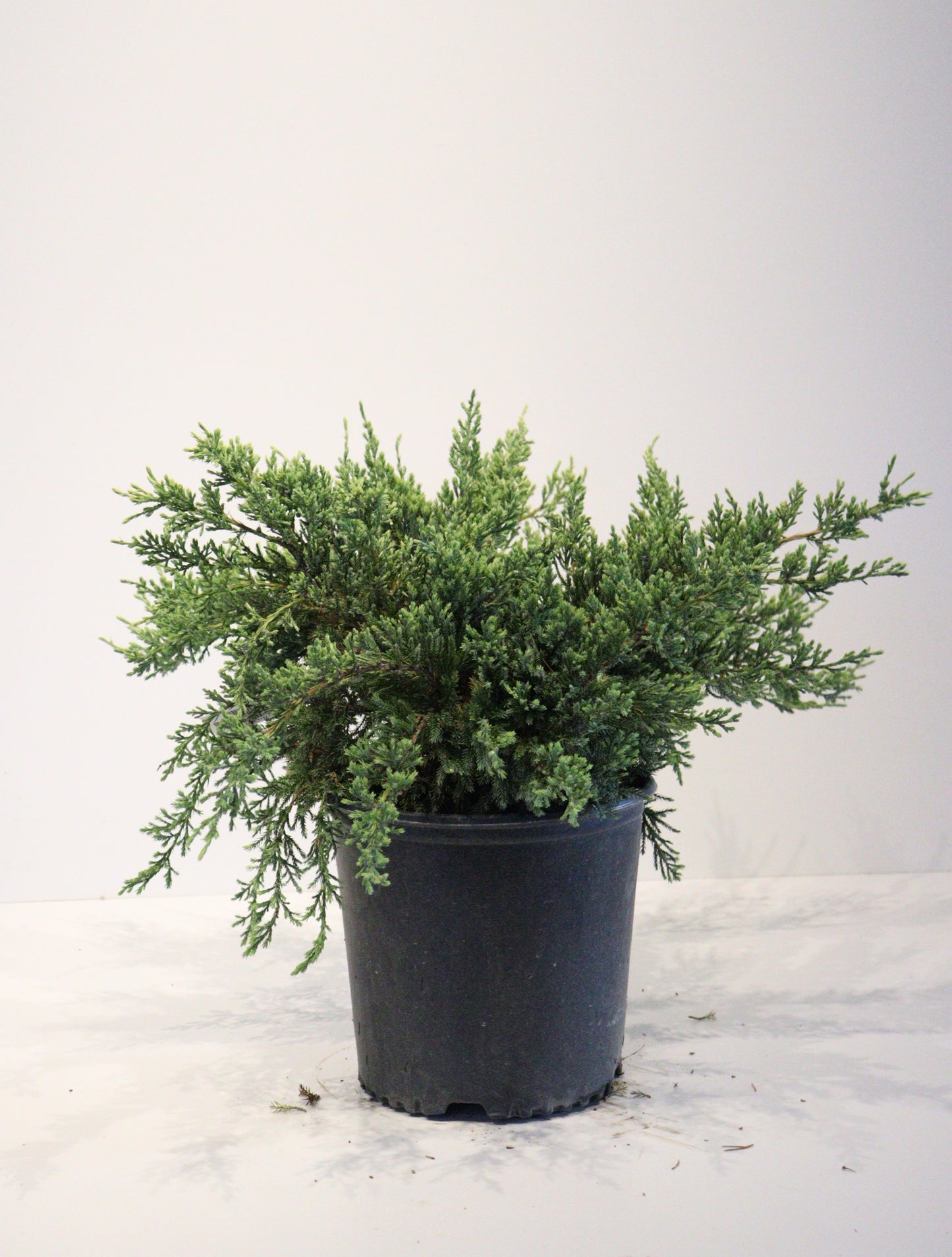 Holger Juniper
