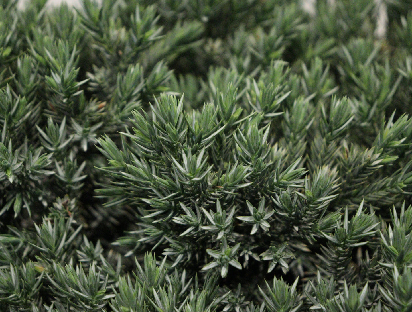 Blue Star Juniper