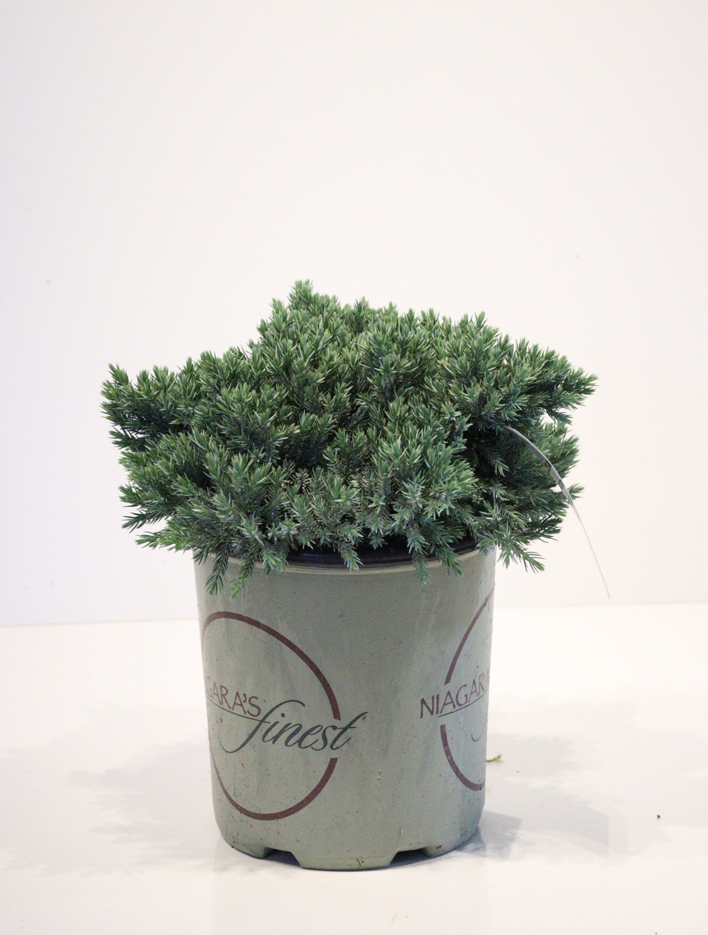 Blue Star Juniper