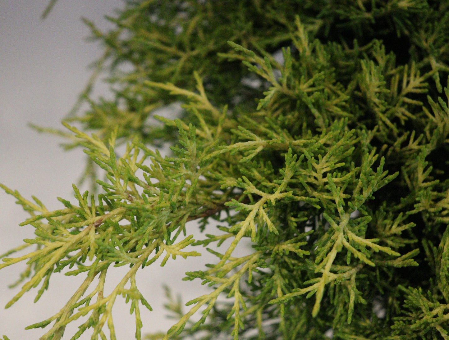 Sea Of Gold Juniper