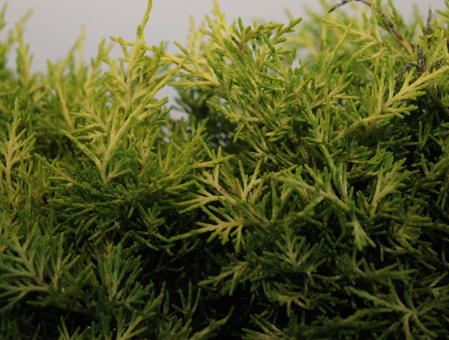 Sea Of Gold Juniper