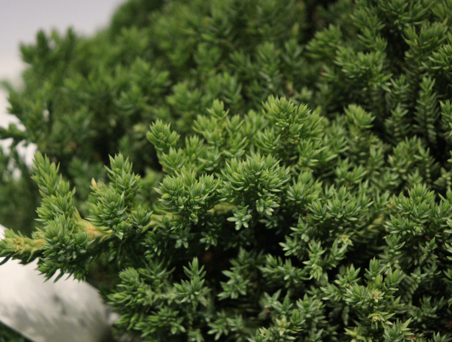 Japanese garden Juniper