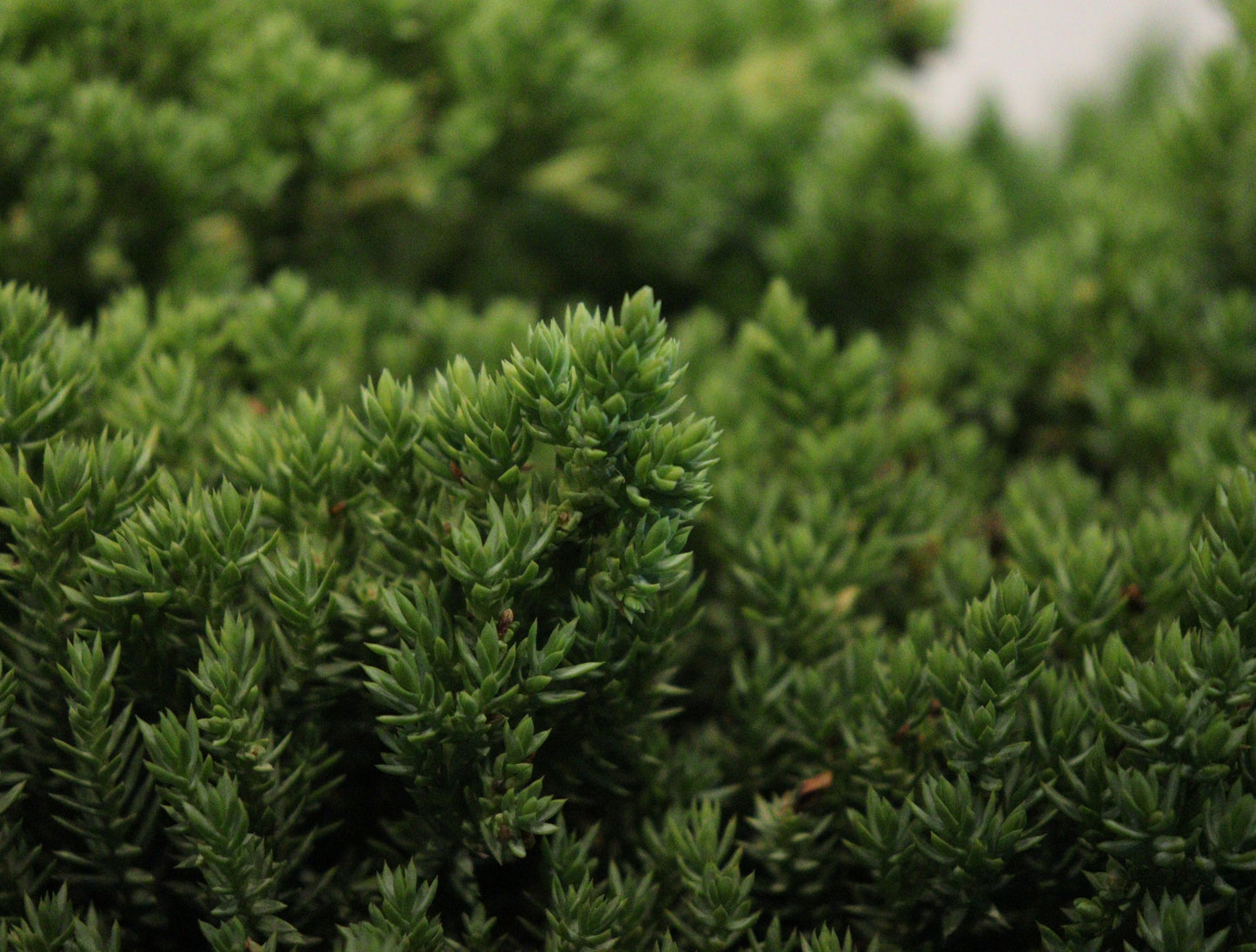 Japanese garden Juniper