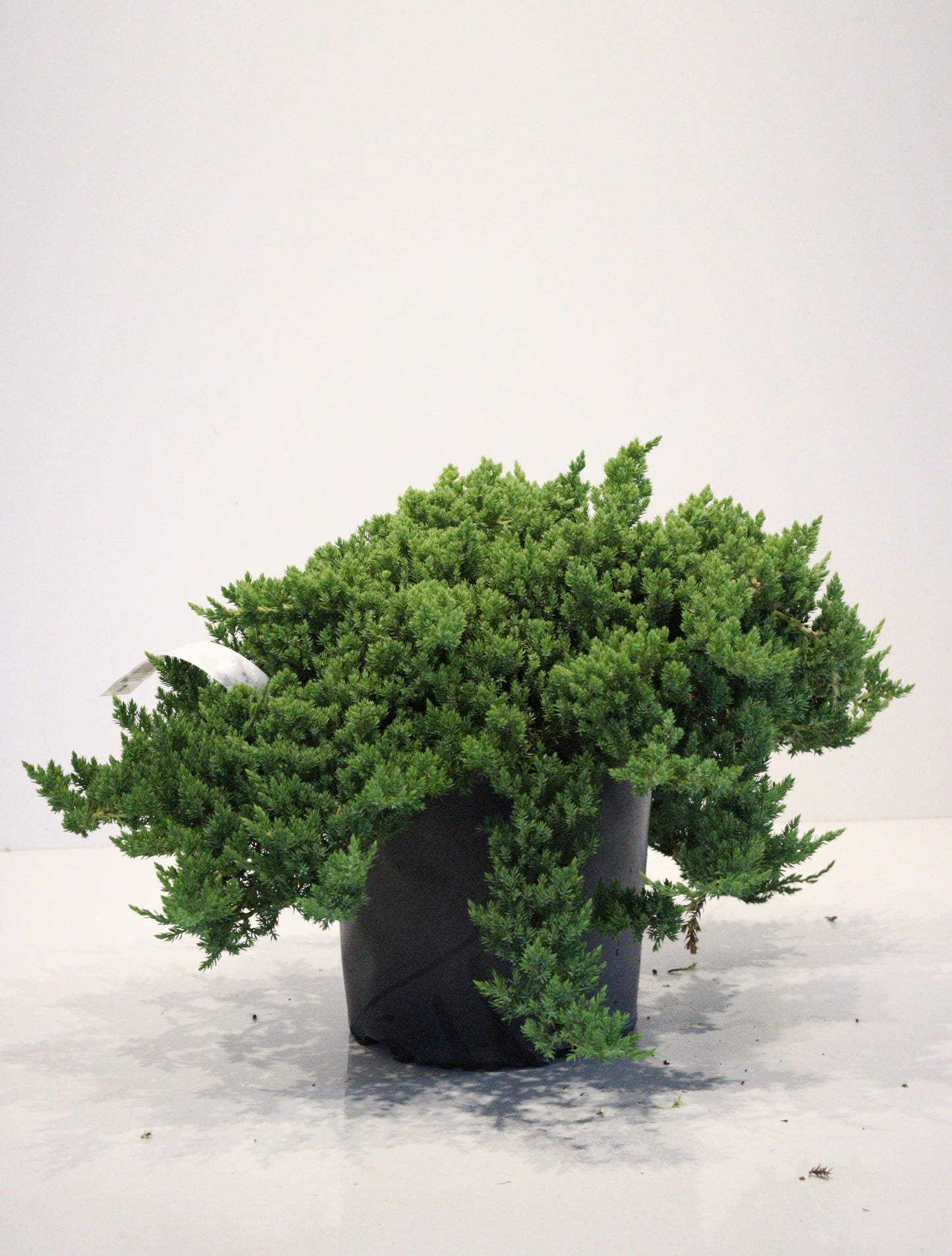 Japanese garden Juniper