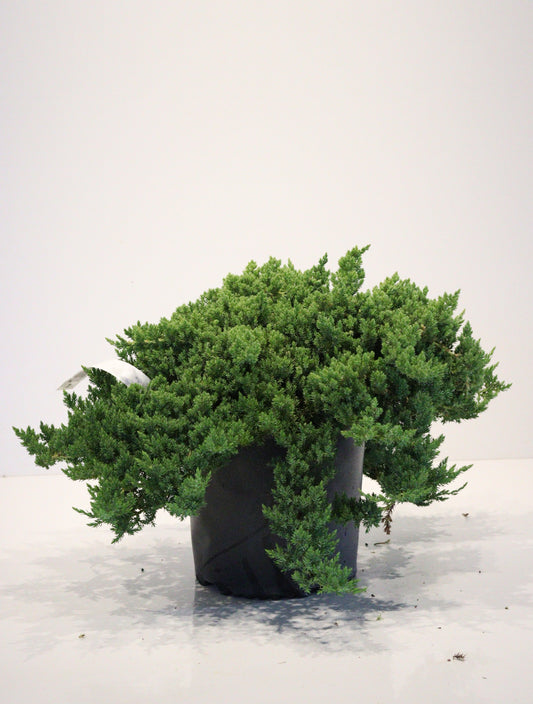 Japanese garden Juniper