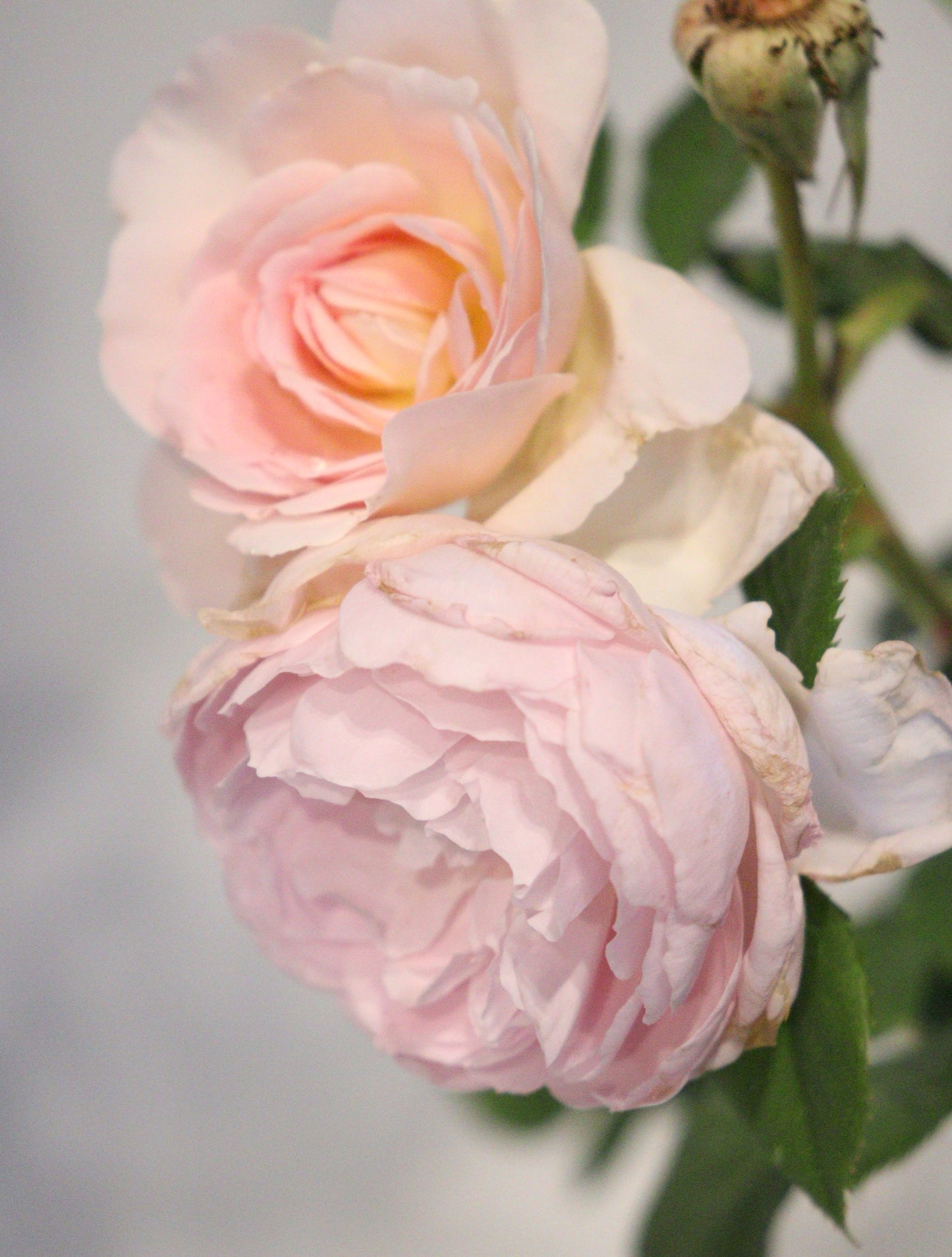 The Ancient Mariner David Austin Rose