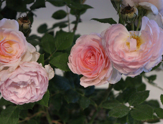 The Ancient Mariner David Austin Rose