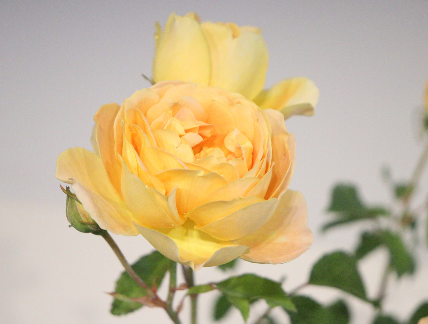 Molineux® David Austin Rose