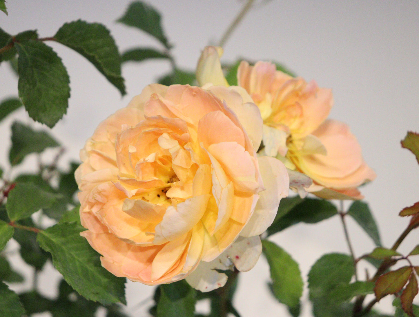 Molineux® David Austin Rose