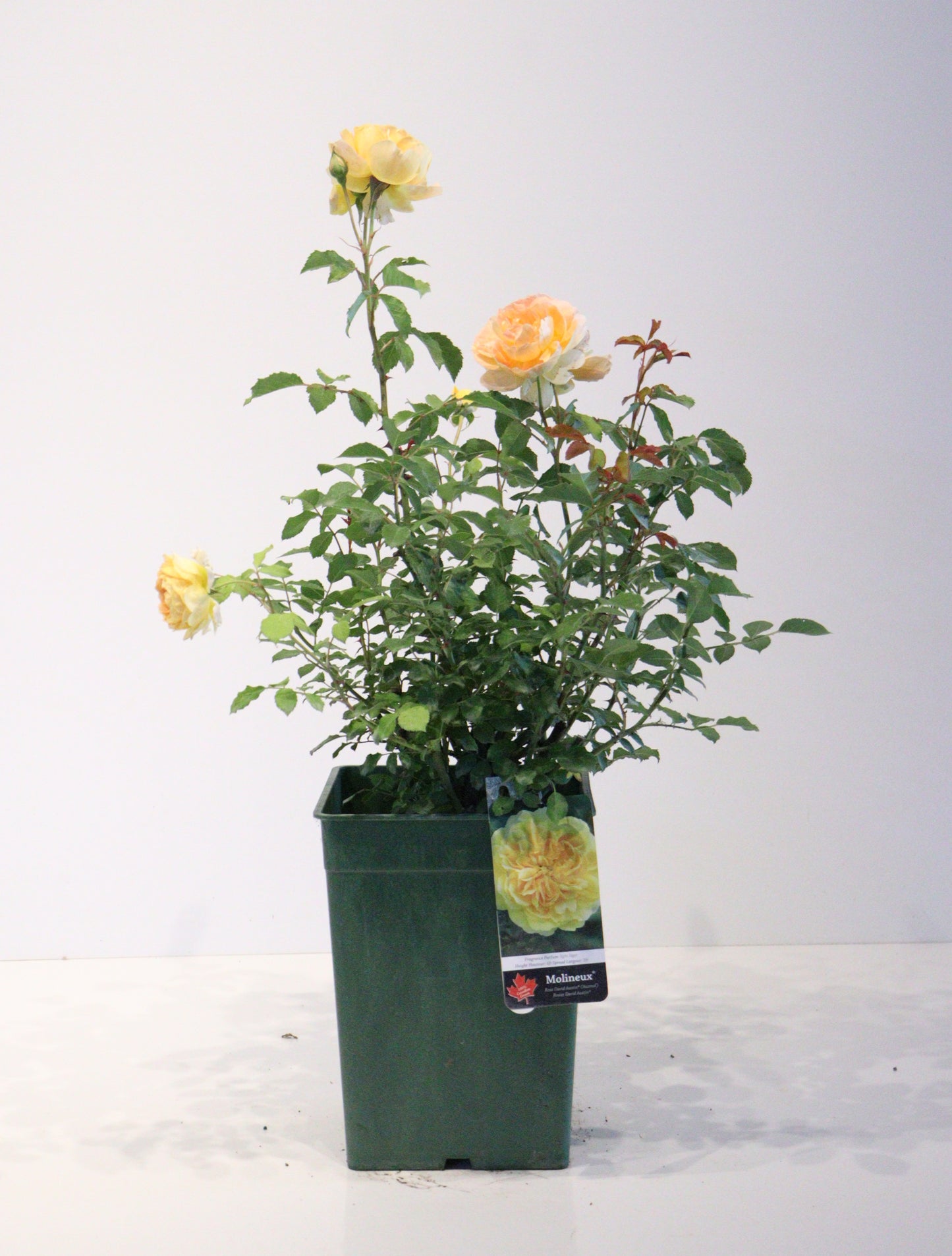 Molineux® David Austin Rose