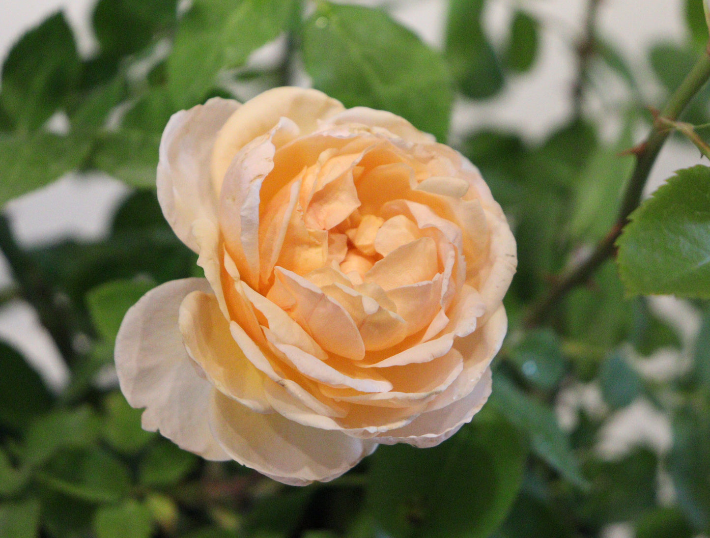 The Lady Gardener™ David Austin Rose