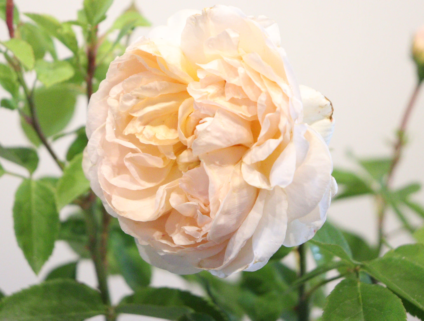 The Lady Gardener™ David Austin Rose