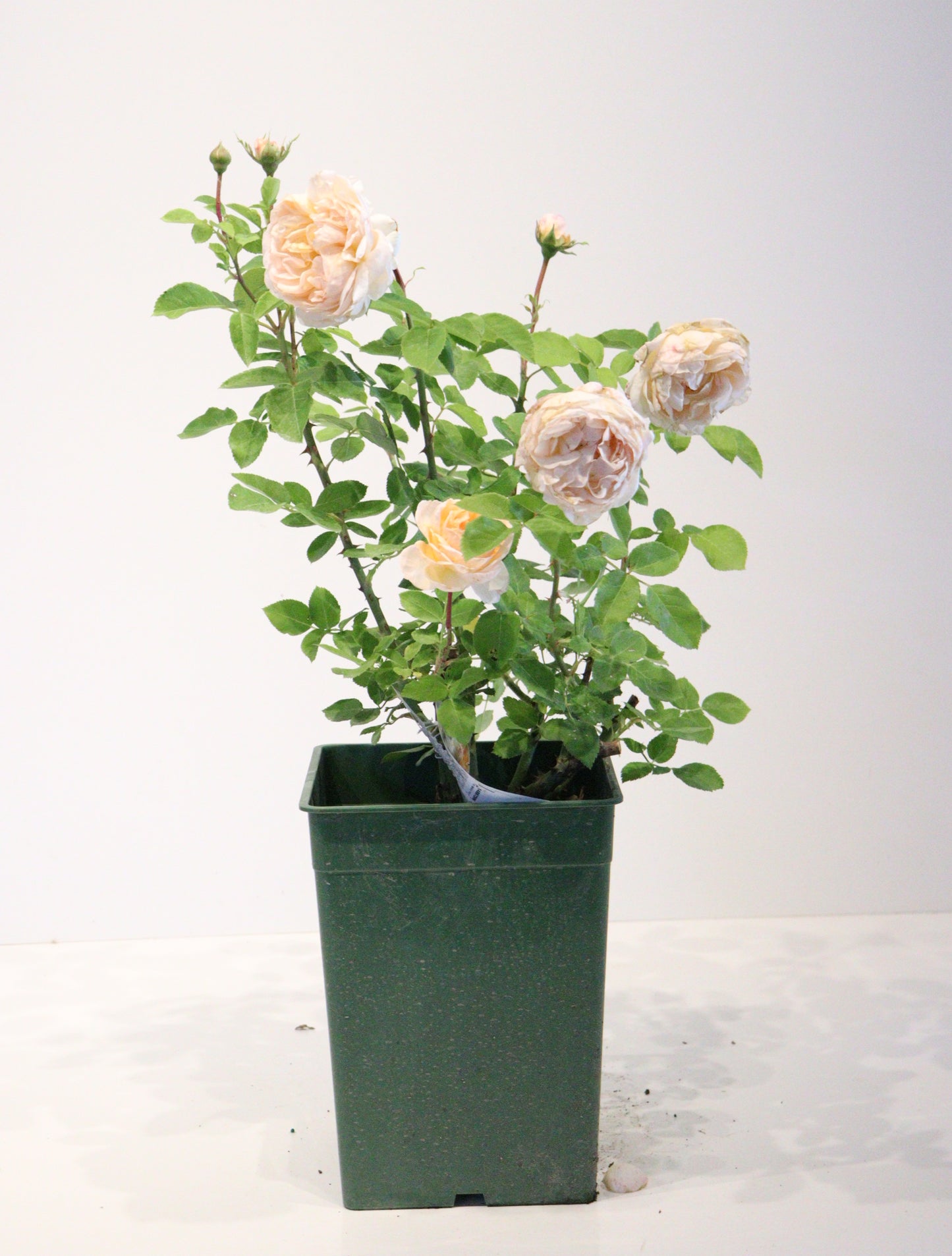 The Lady Gardener™ David Austin Rose