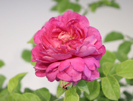 Princess Anne David Austin Rose