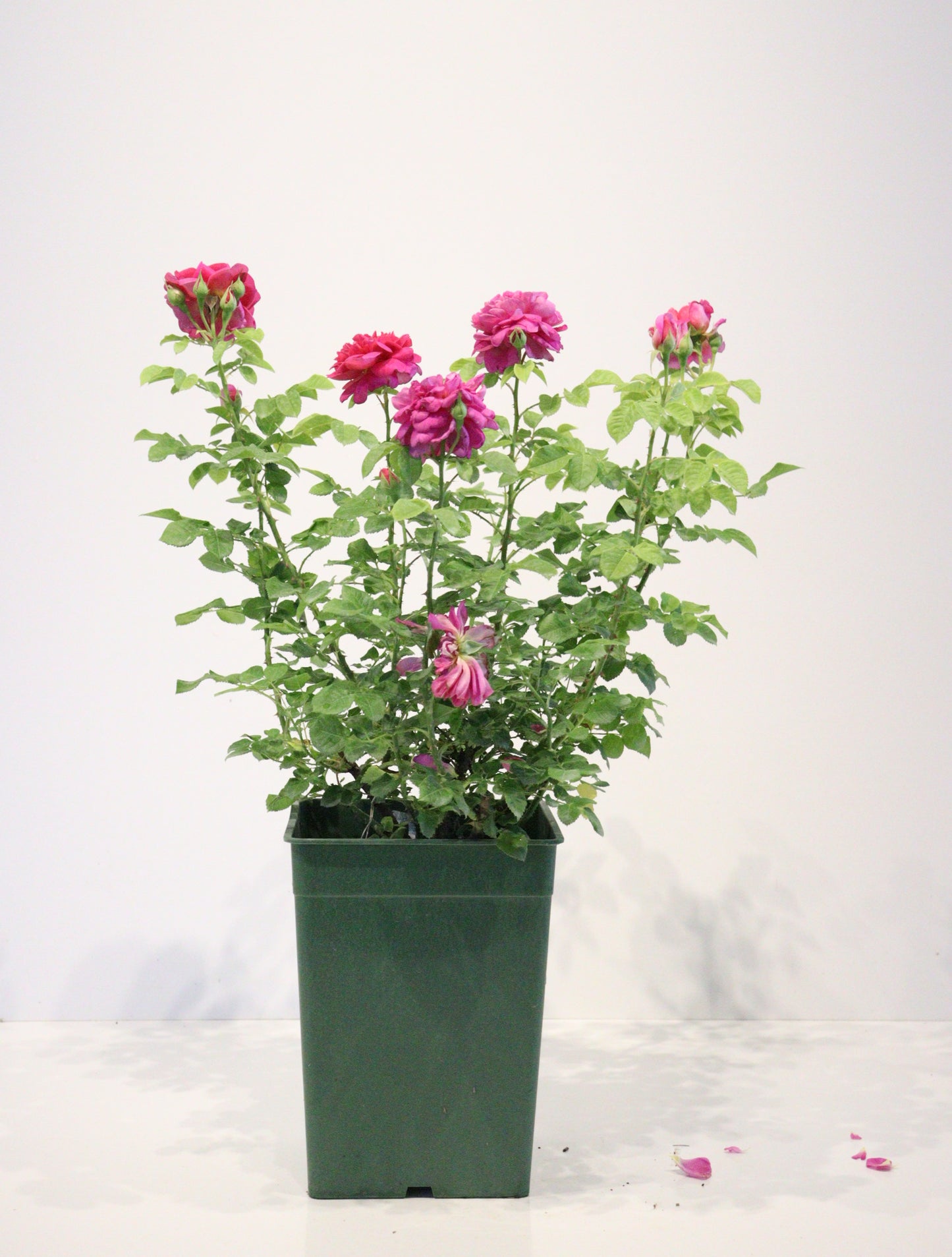 Princess Anne David Austin Rose