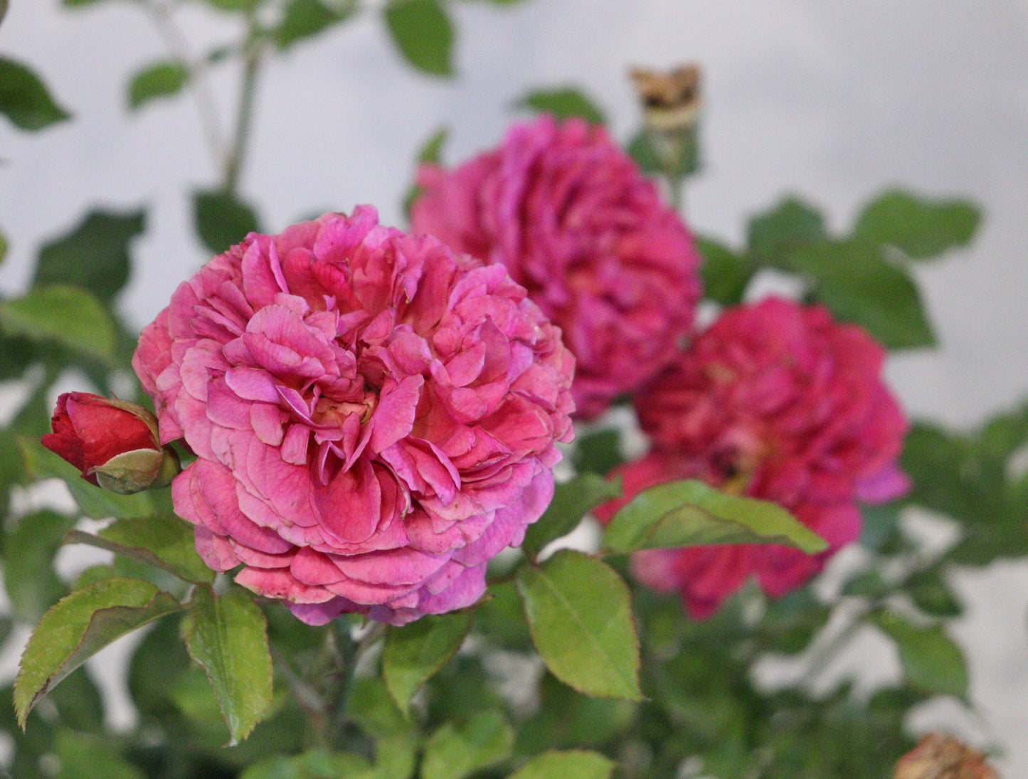 Gabriel Oak David Austin Rose