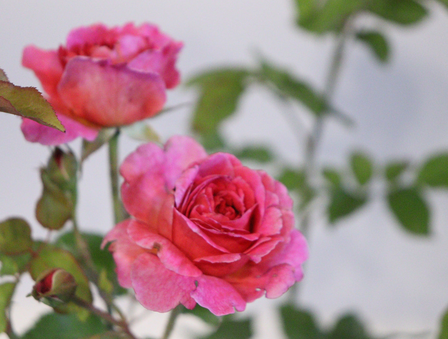 Gabriel Oak David Austin Rose