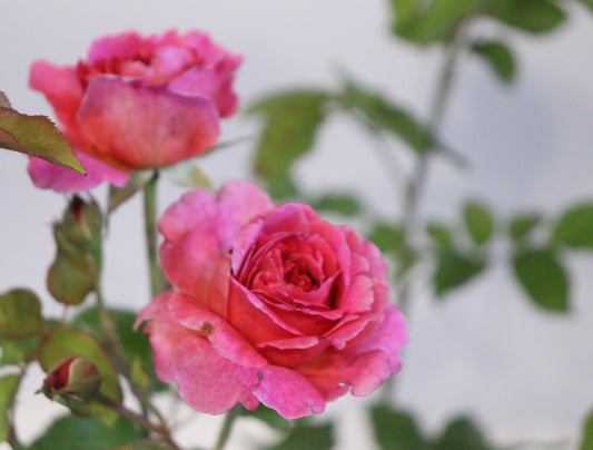 Gabriel Oak David Austin Rose
