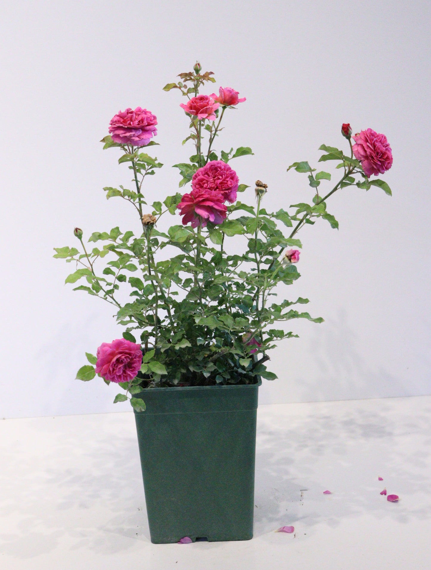 Gabriel Oak David Austin Rose