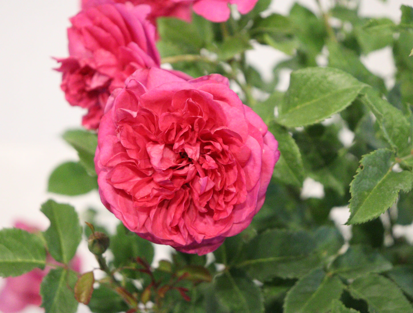 James L. Austin™ David Austin Rose