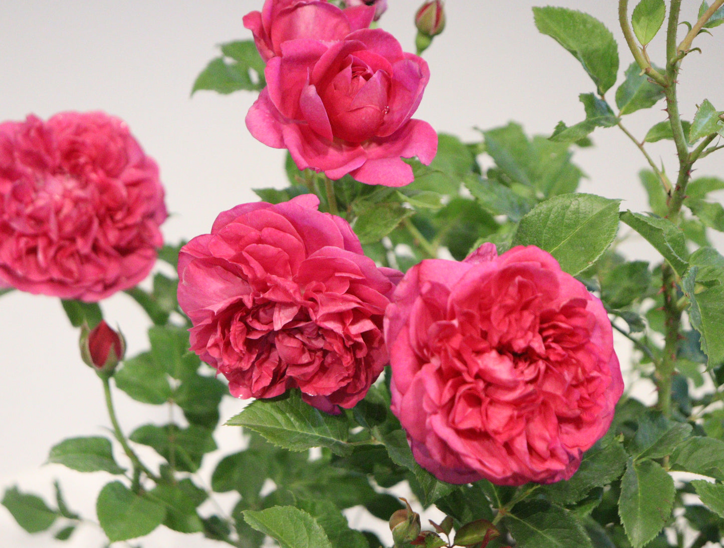 James L. Austin™ David Austin Rose