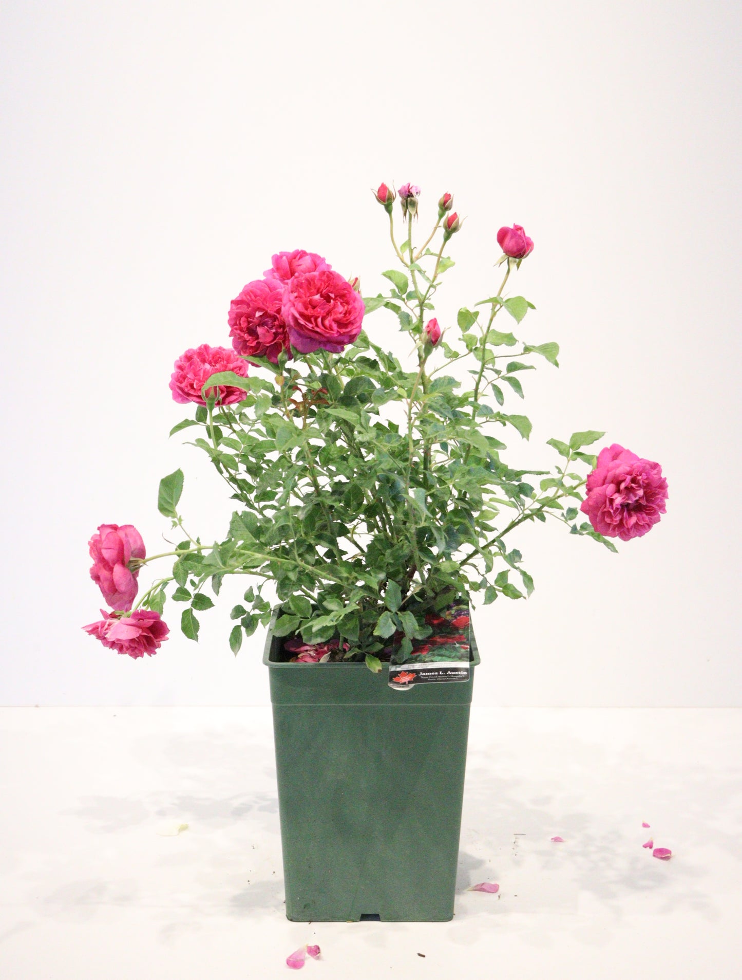 James L. Austin™ David Austin Rose