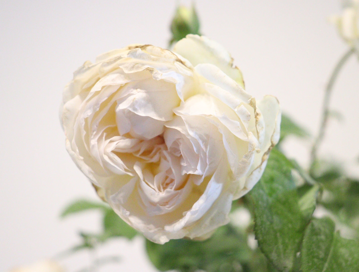 Bolero™ Rose