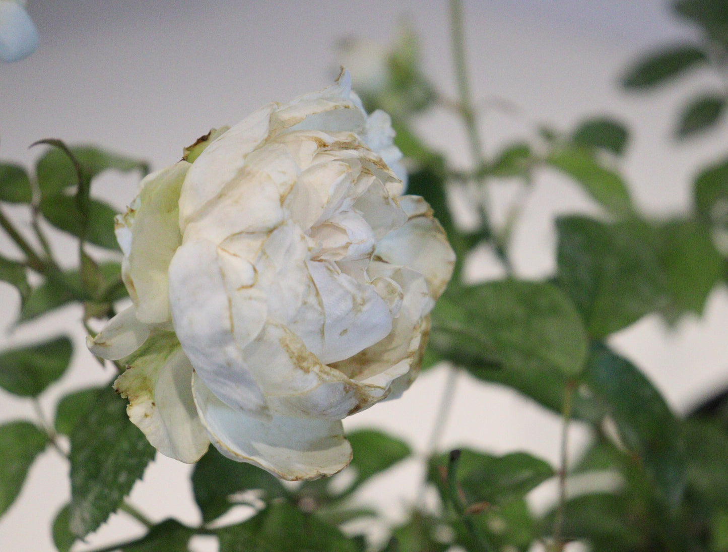 Bolero™ Rose