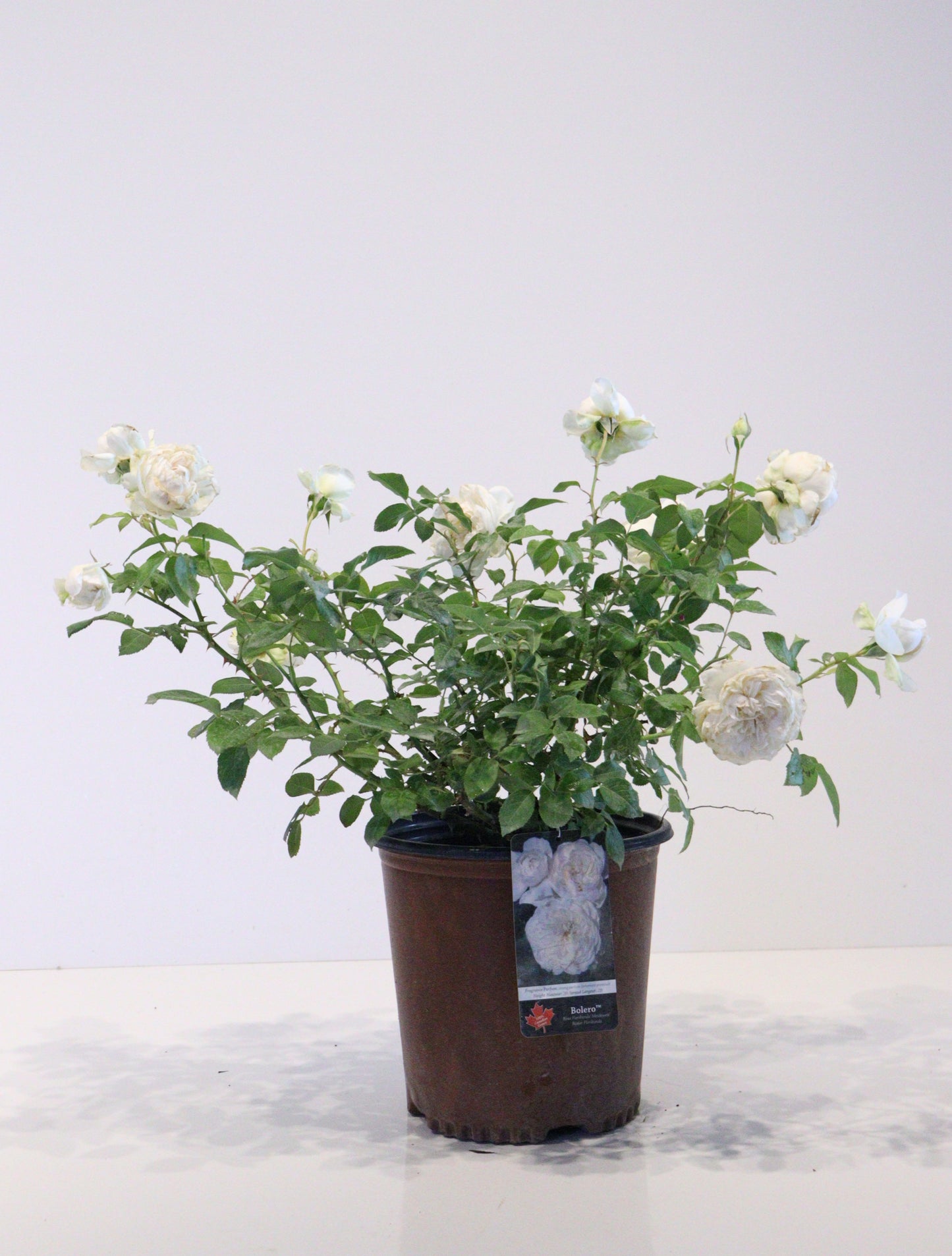 Bolero™ Rose