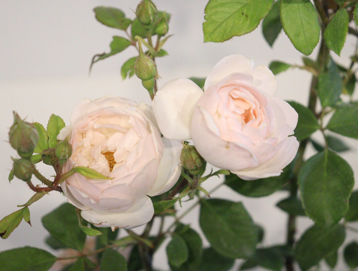 Desdemona™ David Austin Rose