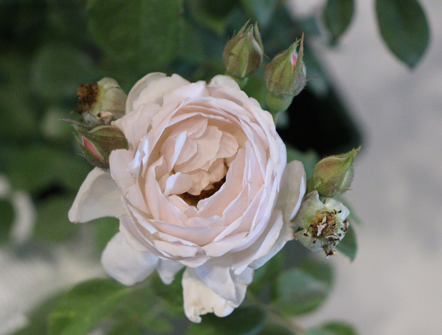 Desdemona™ David Austin Rose
