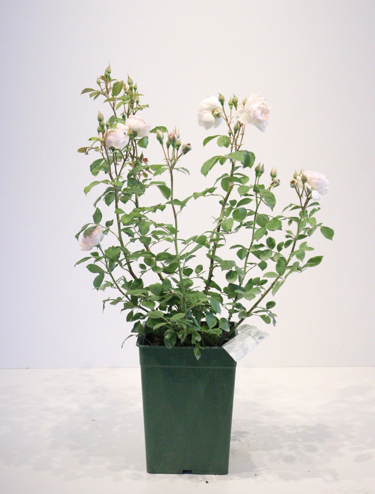 Desdemona™ David Austin Rose