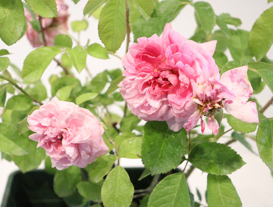 Gertrude JekyIl David Austin Rose
