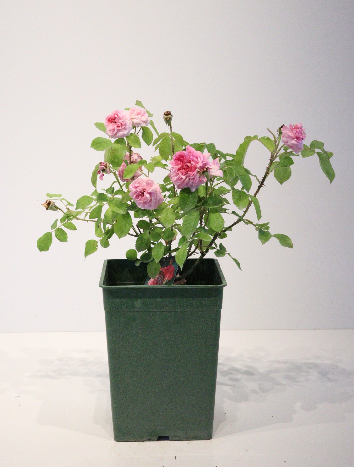 Gertrude JekyIl David Austin Rose