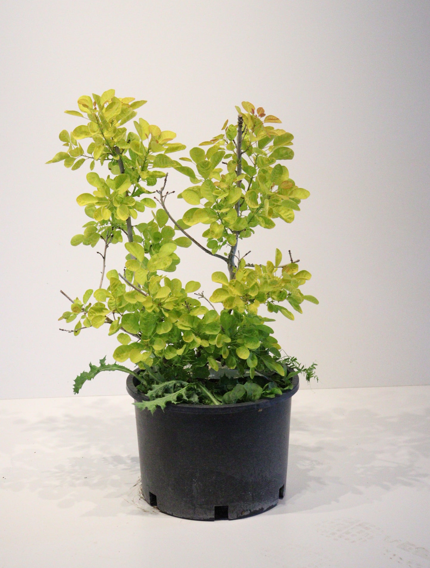 Winecraft Gold Smokebush