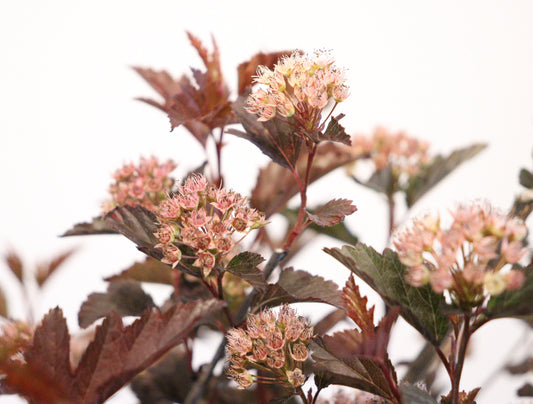 Summer Wine Ninebark
