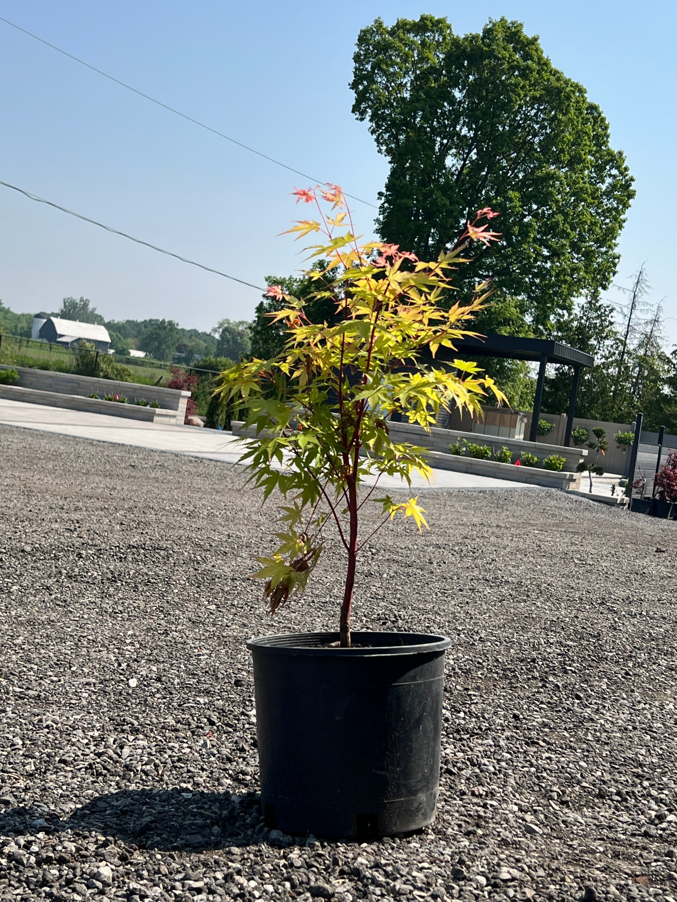 Trees for Sale Toronto | Japanese Maple, Shade & Flowering Trees