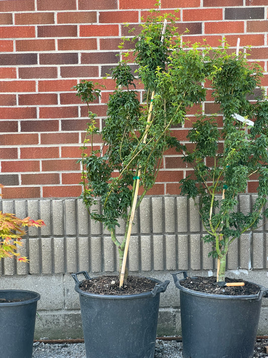 Acer Palmatum Shishigashira