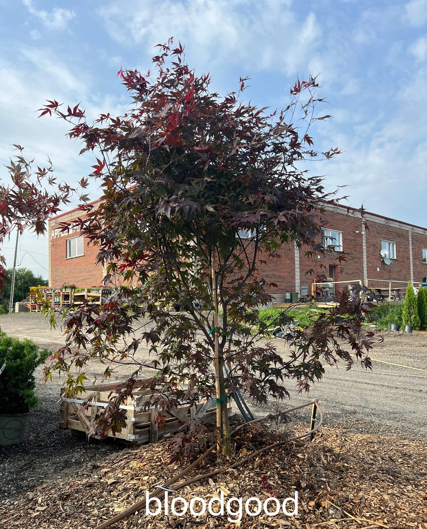 Acer Palmatum 'BloodGood' Multiple Stem