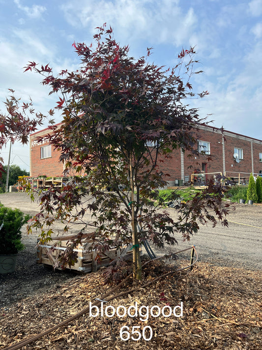 Acer Palmatum 'BloodGood' Multiple Stem