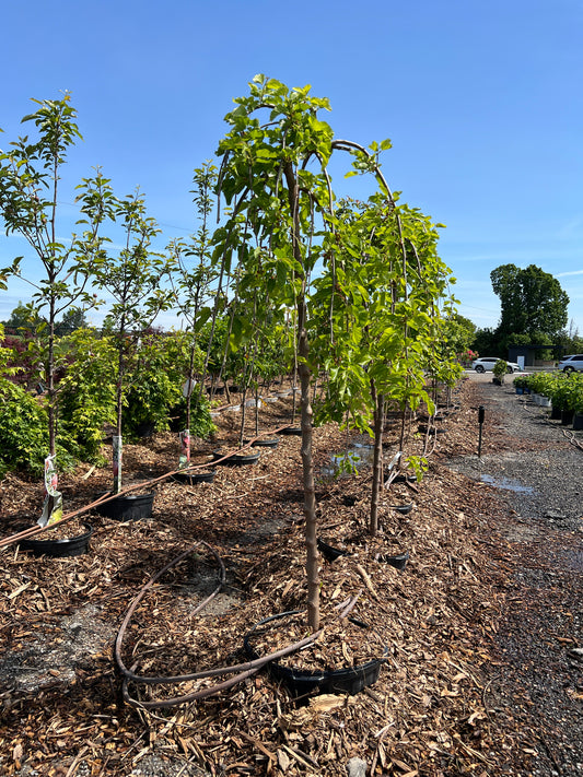 Weeping Mulberry Tree