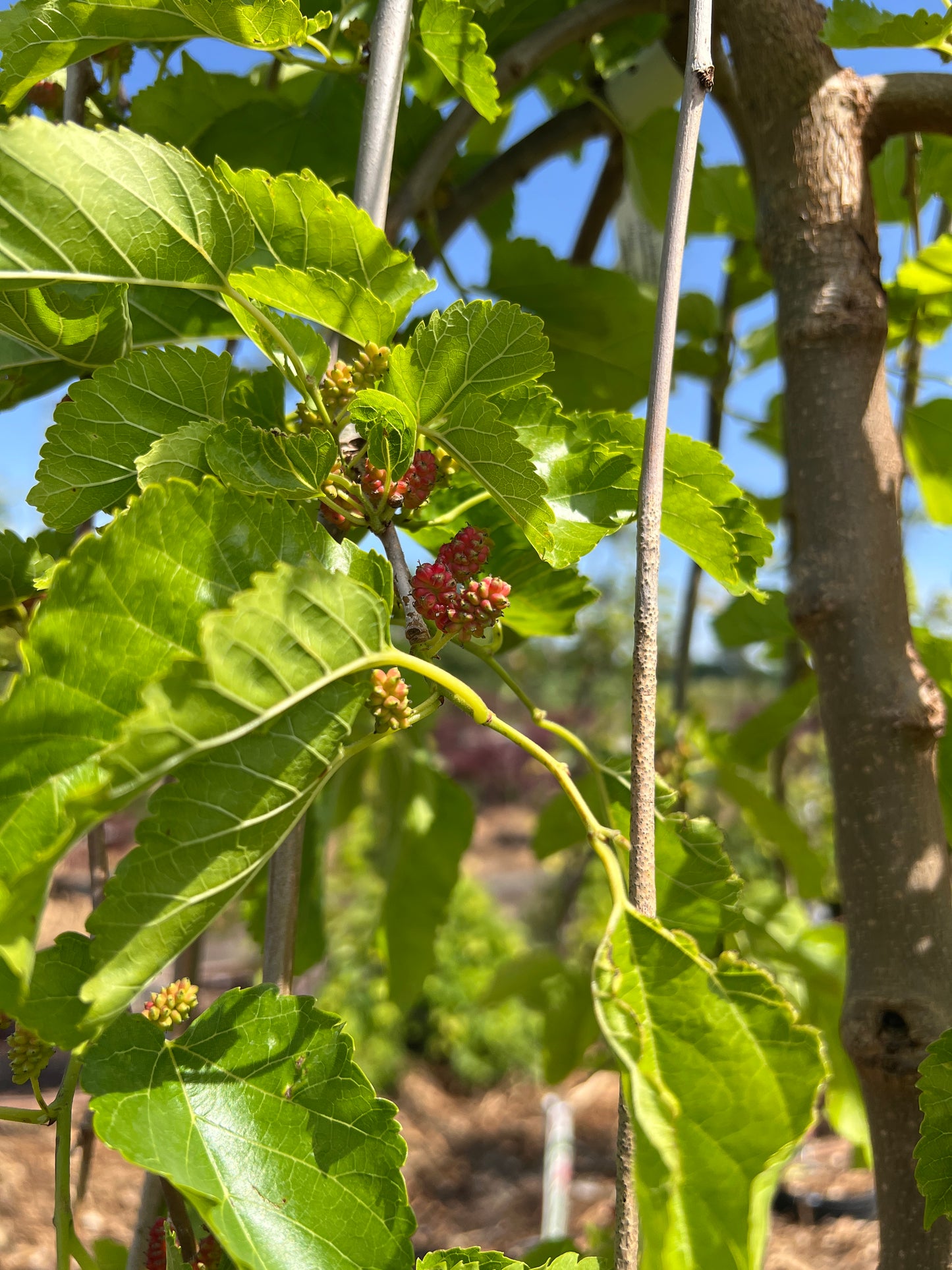 Weeping Mulberry (Fruit)
