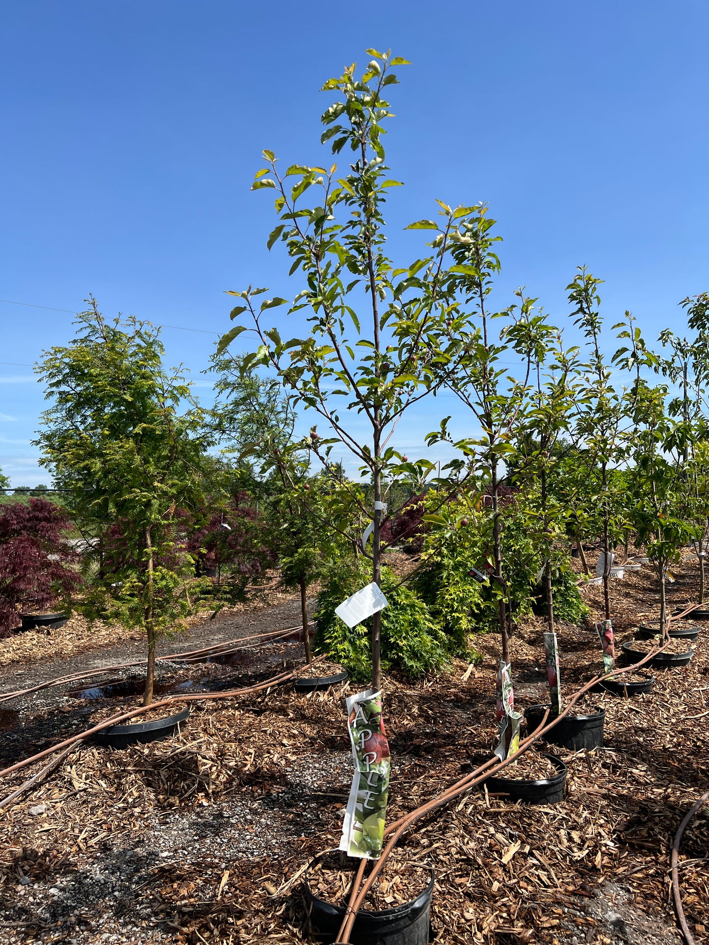 Apple Tree Red Gala